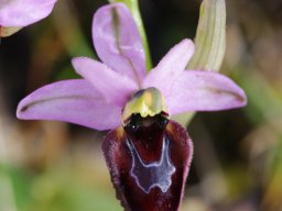 Ophrys_bertoloniiformis_x_O._tenthredinifera_San_Marco_in_Lamis
